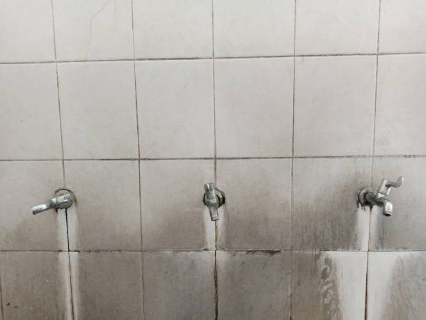 Best Mold removal after water damage  in Camden, AL